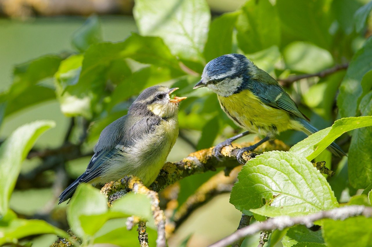 Eine alte Blaumeise füttert einen Jungvogel