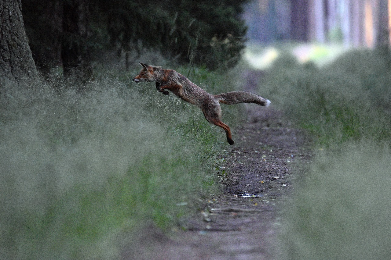 Fuchs im Sprung